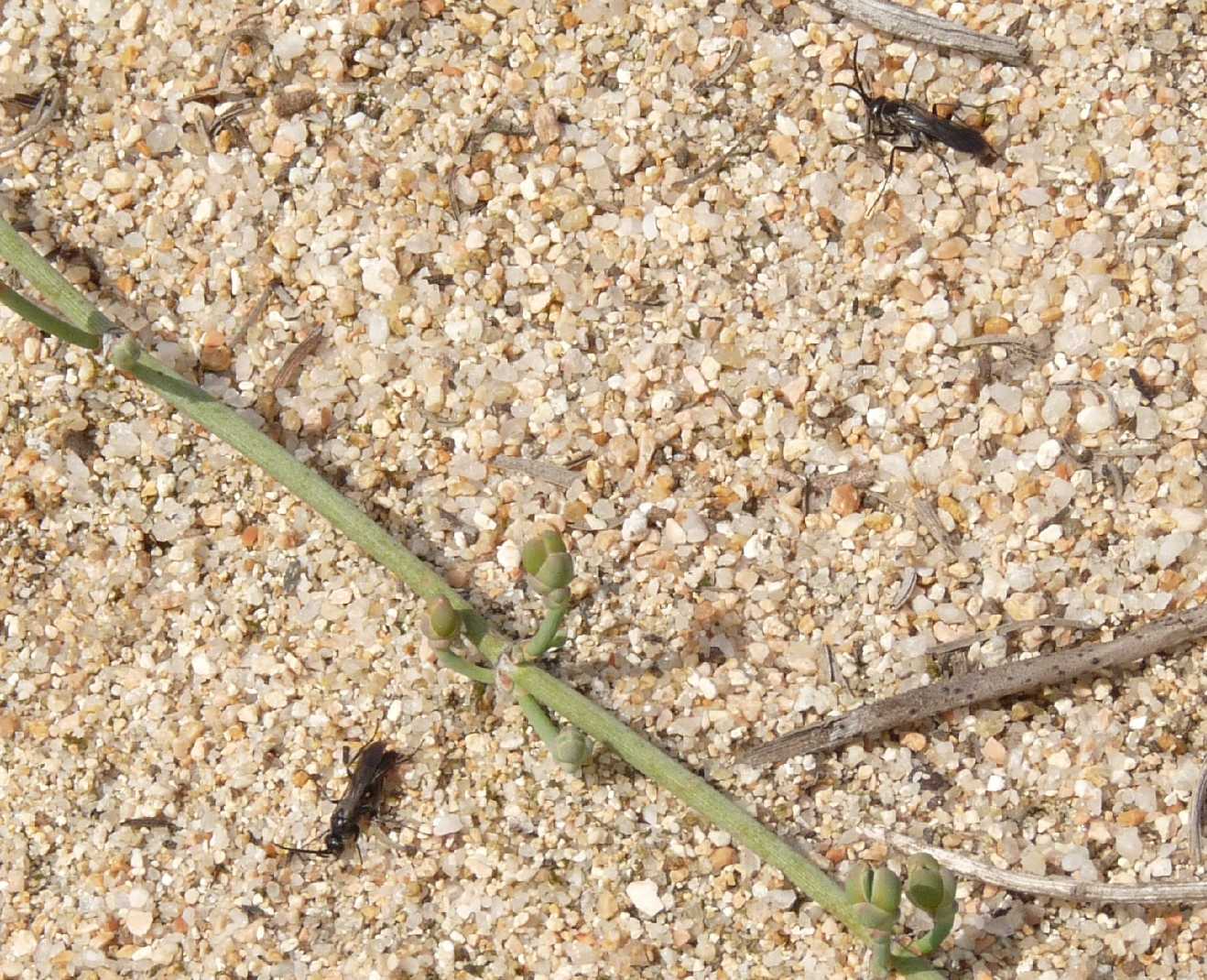 Piccoli pompilidae alla foce del Liscia